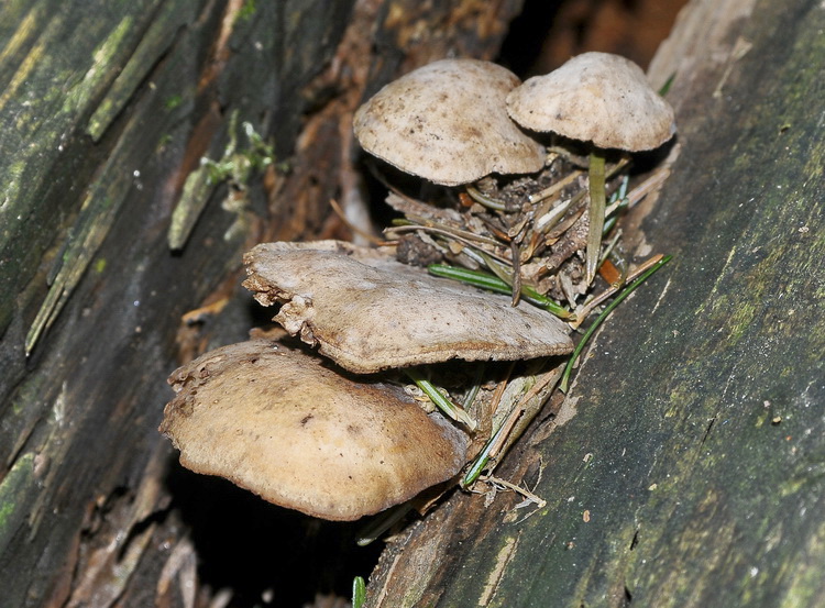 Neolentinus adhaerens (Alb. & Schwein.) Redhead & Ginns,